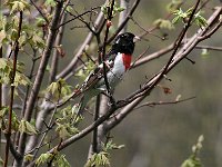 Rose-Breasted Grosbeak